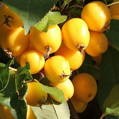 Яблоня ГОЛДЕН ХОРНЕТ декоративная в Владимире