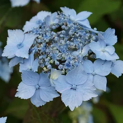 Гортензия БЛЮ ДЕКЛ пильчатая в Владимире