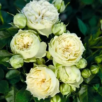 Саженцы роз БЛАНШЕТТ спрей  Саженцы роз БЛАНШЕТТ спрей в Владимире