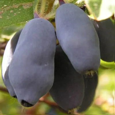 Жимолость съедобная КРУПНОПЛОДНАЯ  Жимолость съедобная КРУПНОПЛОДНАЯ в Владимире