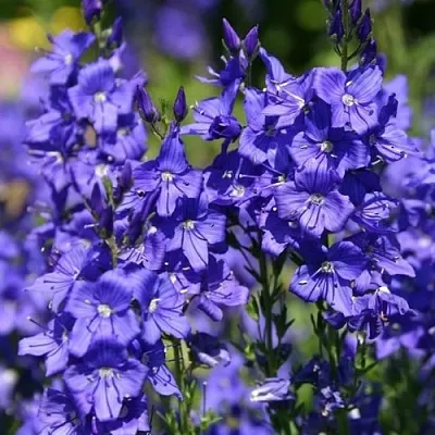 Вероника австрийская  Вероника австрийская в Владимире