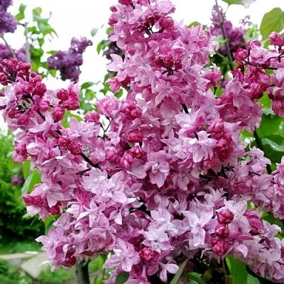 Сирень ОЛИМПИАДА КОЛЕСНИКОВА  Сирень ОЛИМПИАДА КОЛЕСНИКОВА в Владимире