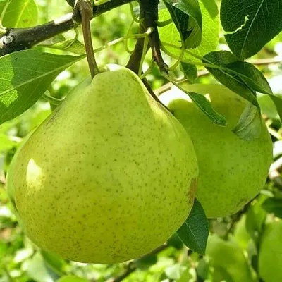 Груша ДАЛИКОР колонновидная  Груша ДАЛИКОР колонновидная в Владимире