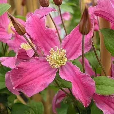 Клематис ИНСПИРЕЙШН ЗОЙН  Клематис ИНСПИРЕЙШН ЗОЙН в Владимире