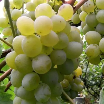 Виноград ТАЛИСМАН в Владимире