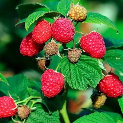 Малиновое дерево  Малиновое дерево в Владимире