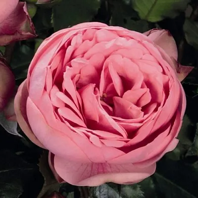 Саженцы роз ХЭППИ ПИАНО чайно-гибридная  Саженцы роз ХЭППИ ПИАНО чайно-гибридная в Владимире