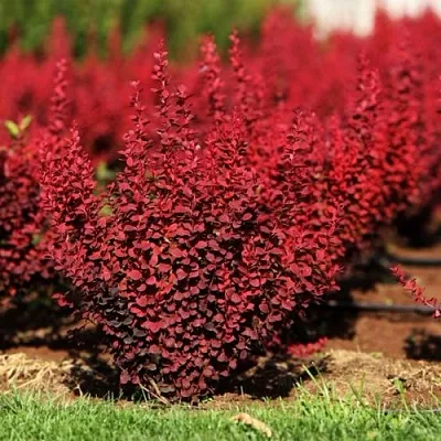 Барбарис ОРАНЖ РОКЕТ тунберга  Барбарис ОРАНЖ РОКЕТ тунберга в Владимире