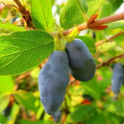 Жимолость съедобная БОРЕАЛ БЛИЗЗАРД (СЕВЕРНАЯ МЕТЕЛЬ)  Жимолость съедобная БОРЕАЛ БЛИЗЗАРД (СЕВЕРНАЯ МЕТЕЛЬ) в Владимире