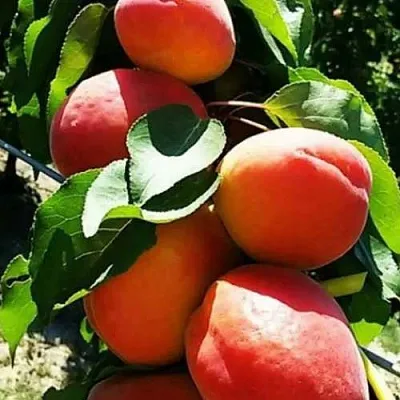 Абрикос ДЖУМБО КОТ  Абрикос ДЖУМБО КОТ в Владимире