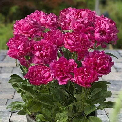 Пион ЛОНДОН травянистый  Пион ЛОНДОН травянистый в Владимире