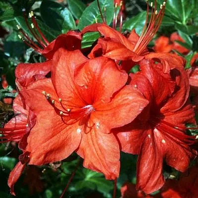 Азалия ДОЛОРОСО листопадная в Владимире