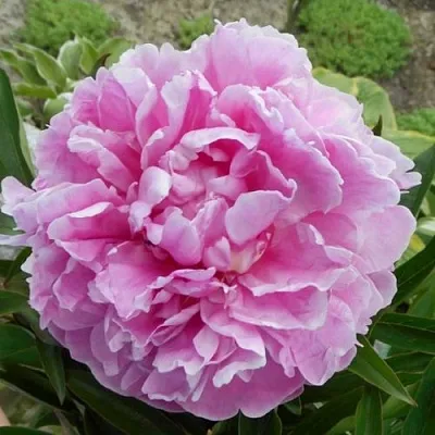 Пион РИМ травянистый  Пион РИМ травянистый в Владимире