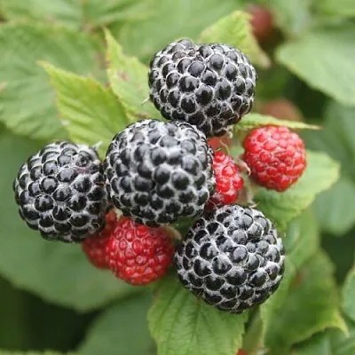 Черная  Черная в Владимире