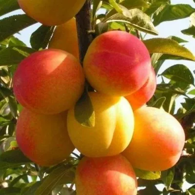 Слива ВЕТРАЗЬ-2 — описание сорта Слива ВЕТРАЗЬ-2 в Владимире