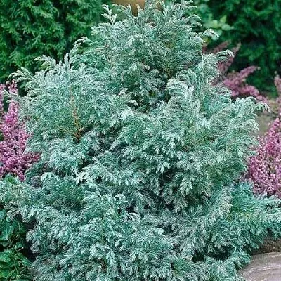Кипарисовик БУЛЕВАРД горохоплодный  Кипарисовик БУЛЕВАРД горохоплодный в Владимире