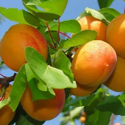 Абрикос КИЕВСКИЙ РАННИЙ  Абрикос КИЕВСКИЙ РАННИЙ в Владимире