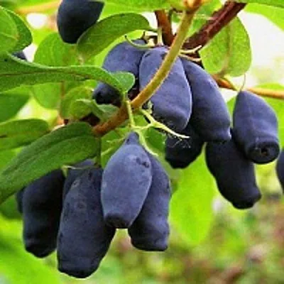 Жимолость съедобная МОСКОВСКАЯ  Жимолость съедобная МОСКОВСКАЯ в Владимире
