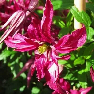 Клематис РОЗАЛИН в Владимире