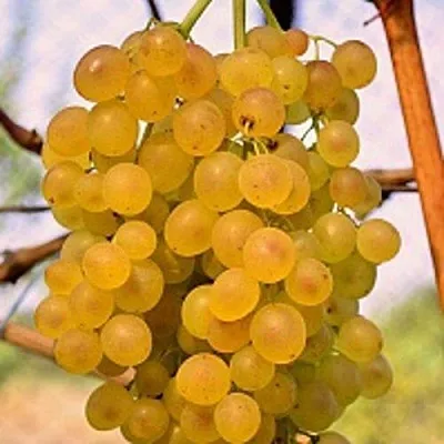 Виноград КИШМИШ КОКТЕЙЛЬ  Виноград КИШМИШ КОКТЕЙЛЬ в Владимире