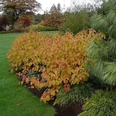 Дерен  АННА ВИНТЕР ОРАНЖ кроваво-красный   в Владимире