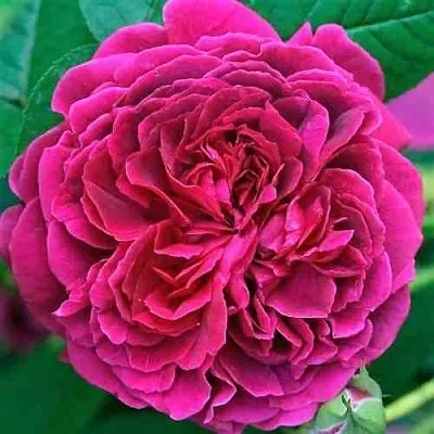 Саженцы роз ВИЛЬЯМ ШЕКСПИР английская  Саженцы роз ВИЛЬЯМ ШЕКСПИР английская в Владимире