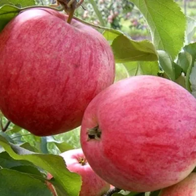 Яблоня РОЗОВЫЙ НАЛИВ в Владимире