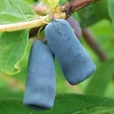 Жимолость съедобная ЗИНРИ  Жимолость съедобная ЗИНРИ в Владимире