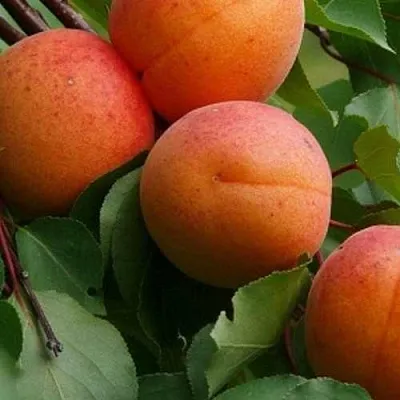 Абрикос ГРАФИНЯ  Абрикос ГРАФИНЯ в Владимире