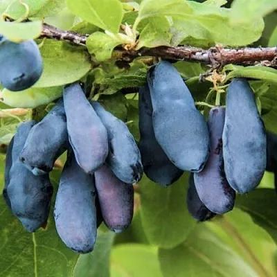 Жимолость съедобная СИБИРЯЧКА  Жимолость съедобная СИБИРЯЧКА в Владимире