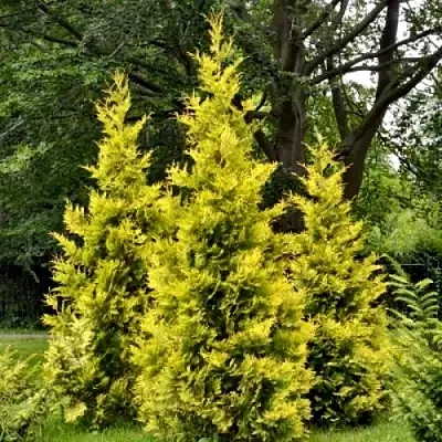 Туя ГОЛДЕН БРАБАНТ западная  Туя ГОЛДЕН БРАБАНТ западная в Владимире