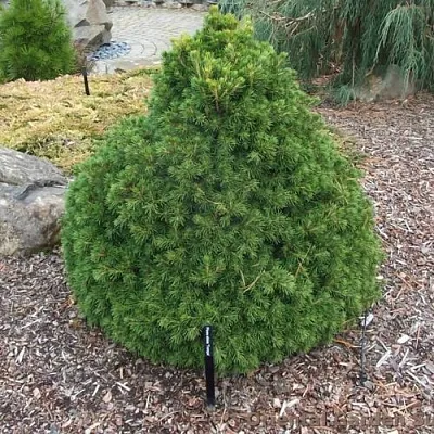 Ель ТОМПА обыкновенная  Ель ТОМПА обыкновенная в Владимире