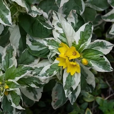 Вербейник АЛЕКСАНДР точечный  Вербейник АЛЕКСАНДР точечный в Владимире