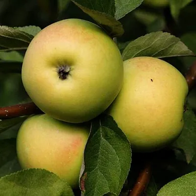 Яблоня ДАНИЛА  Яблоня ДАНИЛА в Владимире