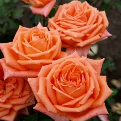 Саженцы роз ЭЛЬДОРАДО чайно-гибридная  Саженцы роз ЭЛЬДОРАДО чайно-гибридная в Владимире