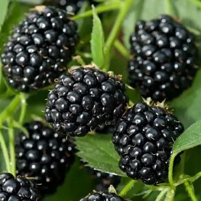 Ежевика ТРИПЛ КРАУН бесшипная  Ежевика ТРИПЛ КРАУН бесшипная в Владимире