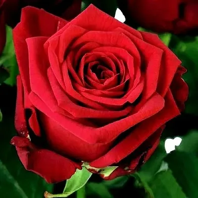 Саженцы роз РЕД НАОМИ чайно-гибридная  Саженцы роз РЕД НАОМИ чайно-гибридная в Владимире