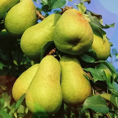 Груша НЕЖНОСТЬ колонновидная	  Груша НЕЖНОСТЬ колонновидная	 в Владимире