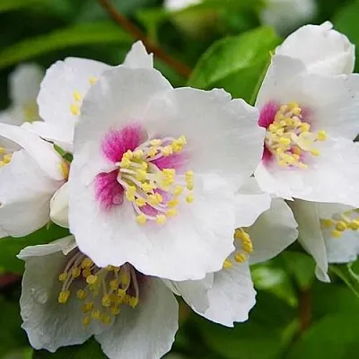 Жасмин БЕЛЬ ЭТУАЛЬ  Жасмин БЕЛЬ ЭТУАЛЬ в Владимире