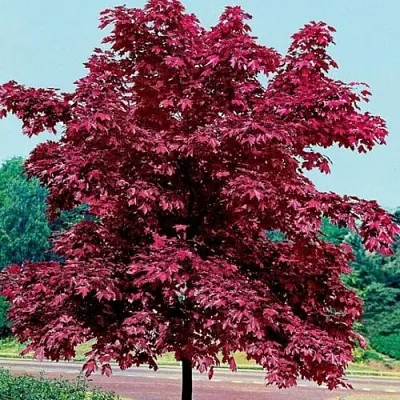 Клен КРИМСОН КИНГ остролистный  Клен КРИМСОН КИНГ остролистный в Владимире