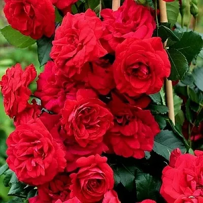 Саженцы роз АМАДЕУС плетистая  Саженцы роз АМАДЕУС плетистая в Владимире