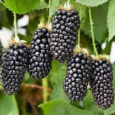 Ежевика КАРАКА БЛЭК  Ежевика КАРАКА БЛЭК в Владимире