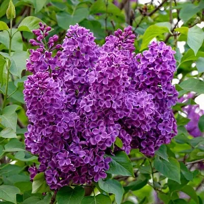 Сирень СУМЕРКИ  Сирень СУМЕРКИ в Владимире