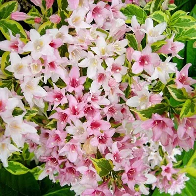 Вейгела САННИ ПРИНЦЕСС  Вейгела САННИ ПРИНЦЕСС в Владимире