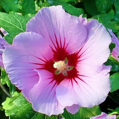 Гибискус ПИНК ФЛИРТ сирийский  Гибискус ПИНК ФЛИРТ сирийский в Владимире