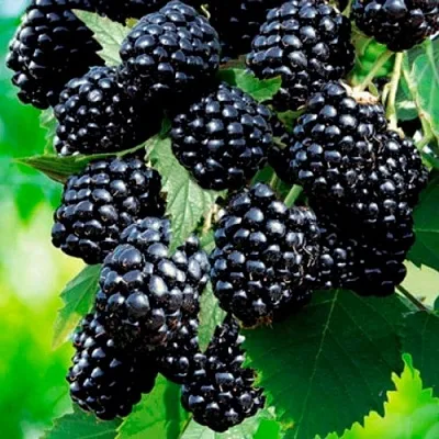 Ежевика ЛОХТЕЙ бесшипная  Ежевика ЛОХТЕЙ бесшипная в Владимире