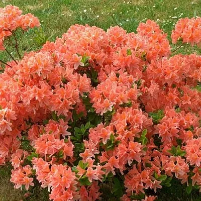 Рододендрон ЯПОНСКИЙ ОРАНЖЕВЫЙ  Рододендрон ЯПОНСКИЙ ОРАНЖЕВЫЙ в Владимире