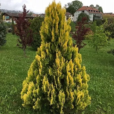 Туя ЕЛЛОУ РИББОН западная  Туя ЕЛЛОУ РИББОН западная в Владимире