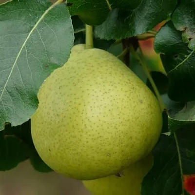 Груша САНРЕМО колонновидная  Груша САНРЕМО колонновидная в Владимире