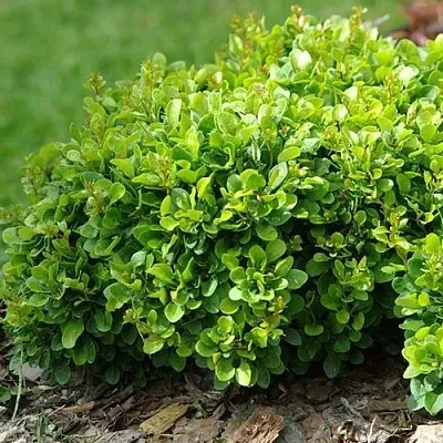 Барбарис КОБОЛЬД тунберга  Барбарис КОБОЛЬД тунберга в Владимире